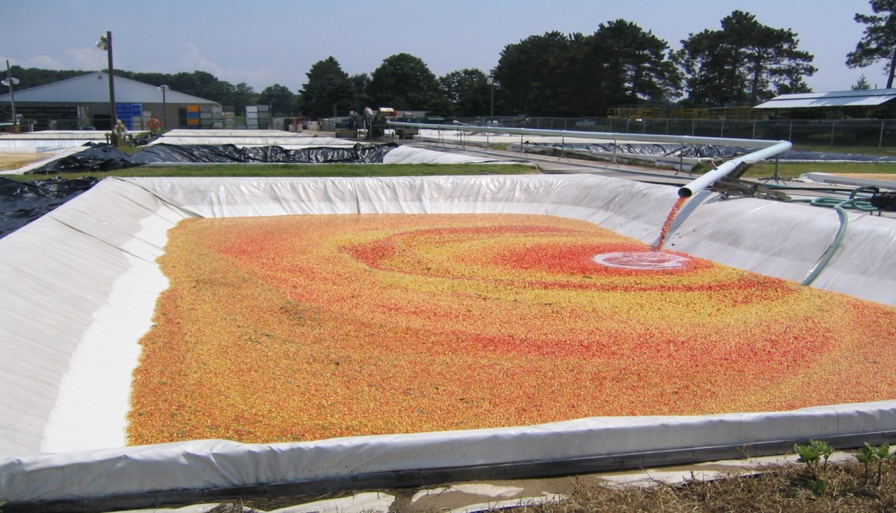 Geomembrane Agricultural Application with Cherries
